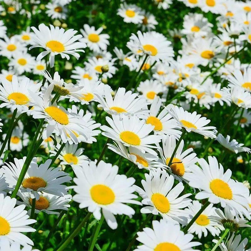 大滨菊种子花种籽子花海庭院花卉种子四季易活多年生花籽草花