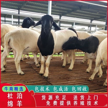 内蒙古杜泊绵羊羔活羊怀孕母羊成活率高产仔率高一只也发货