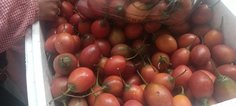 杨酸茄200斤起现摘现发品质保证云南特有品种