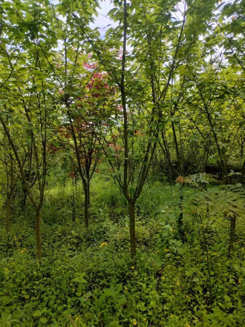 5公分樱花，苗圃直供，树型好，常年大量供应，性价比很高