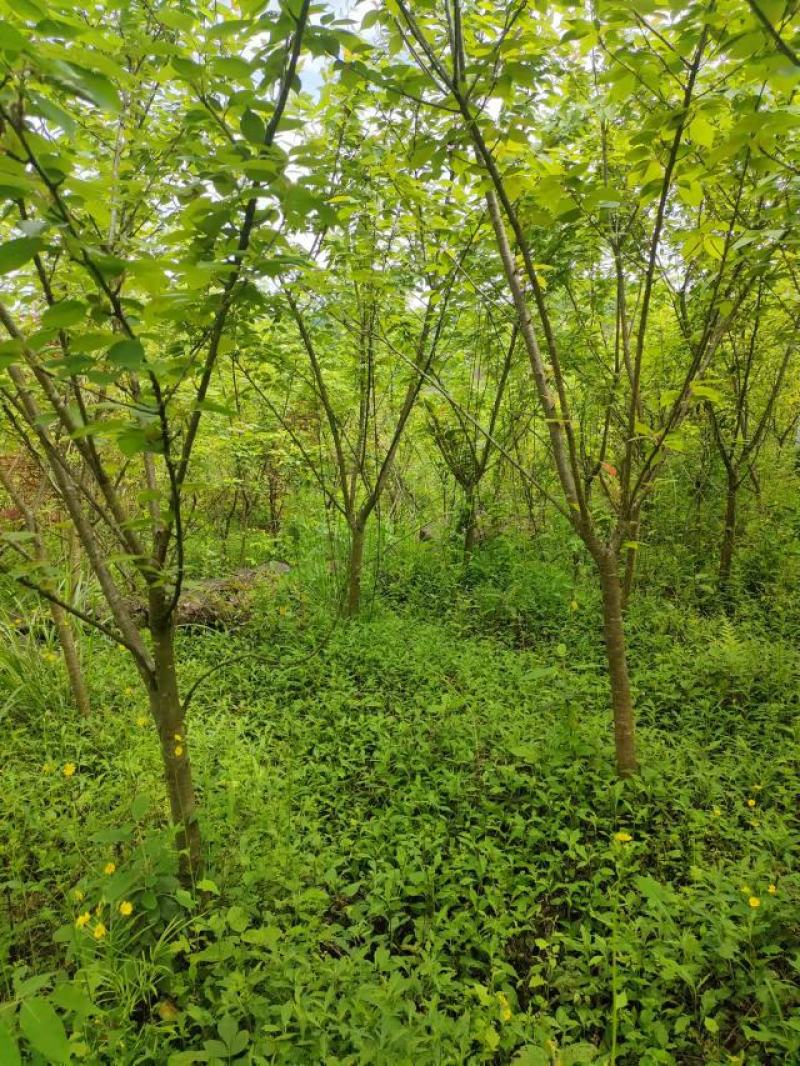 5公分樱花，苗圃直供，树型好，常年大量供应，性价比很高