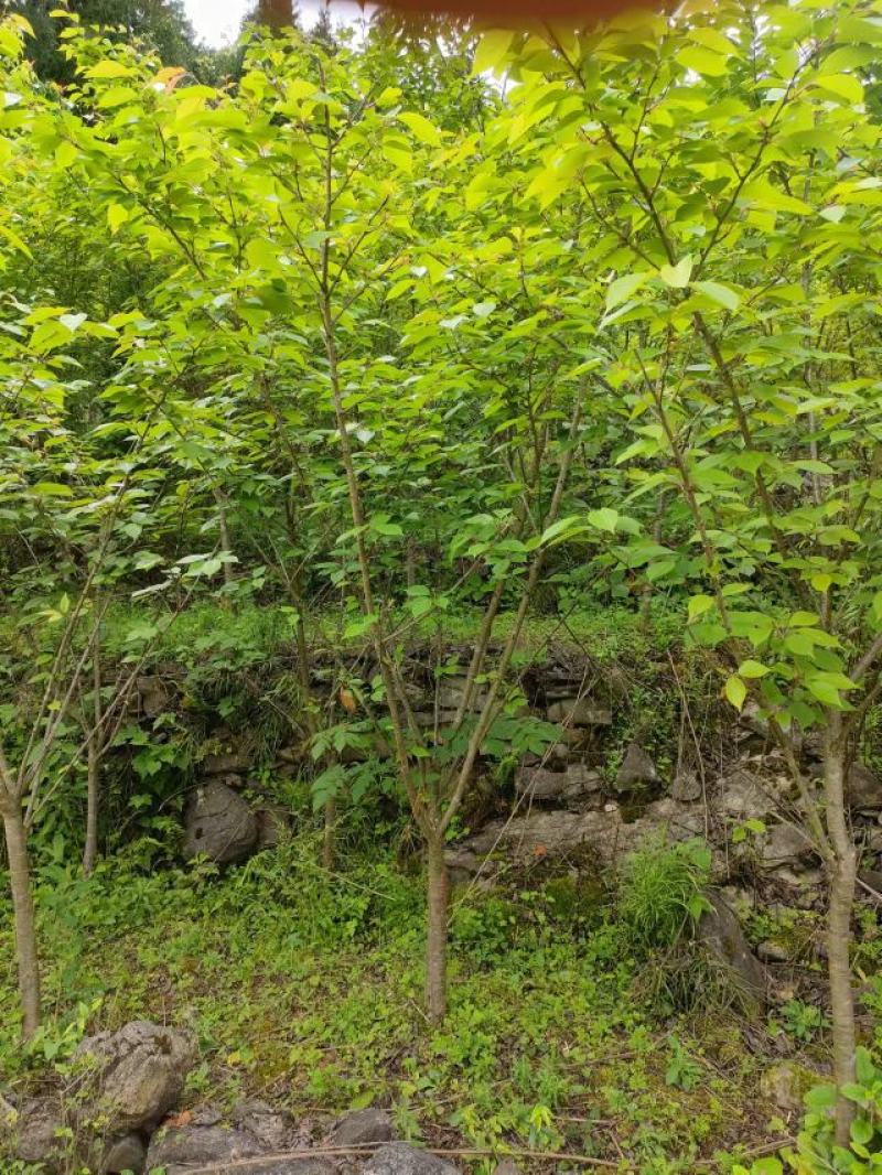 5公分樱花，苗圃直供，树型好，常年大量供应，性价比很高