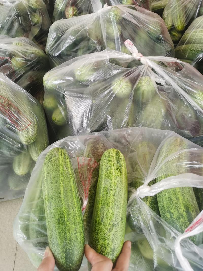 新苗开采一天可供2-3万斤新苗水果黄瓜吊瓜粉瓜