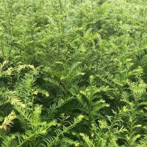 1米高红豆杉苗，苗圃常年大量供应，价格实惠
