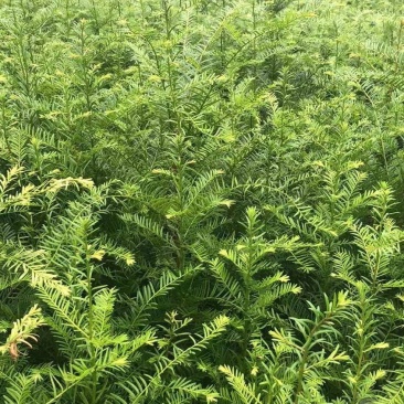 1米高红豆杉苗，苗圃常年大量供应，价格实惠