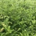 1米高红豆杉苗，苗圃常年大量供应，价格实惠