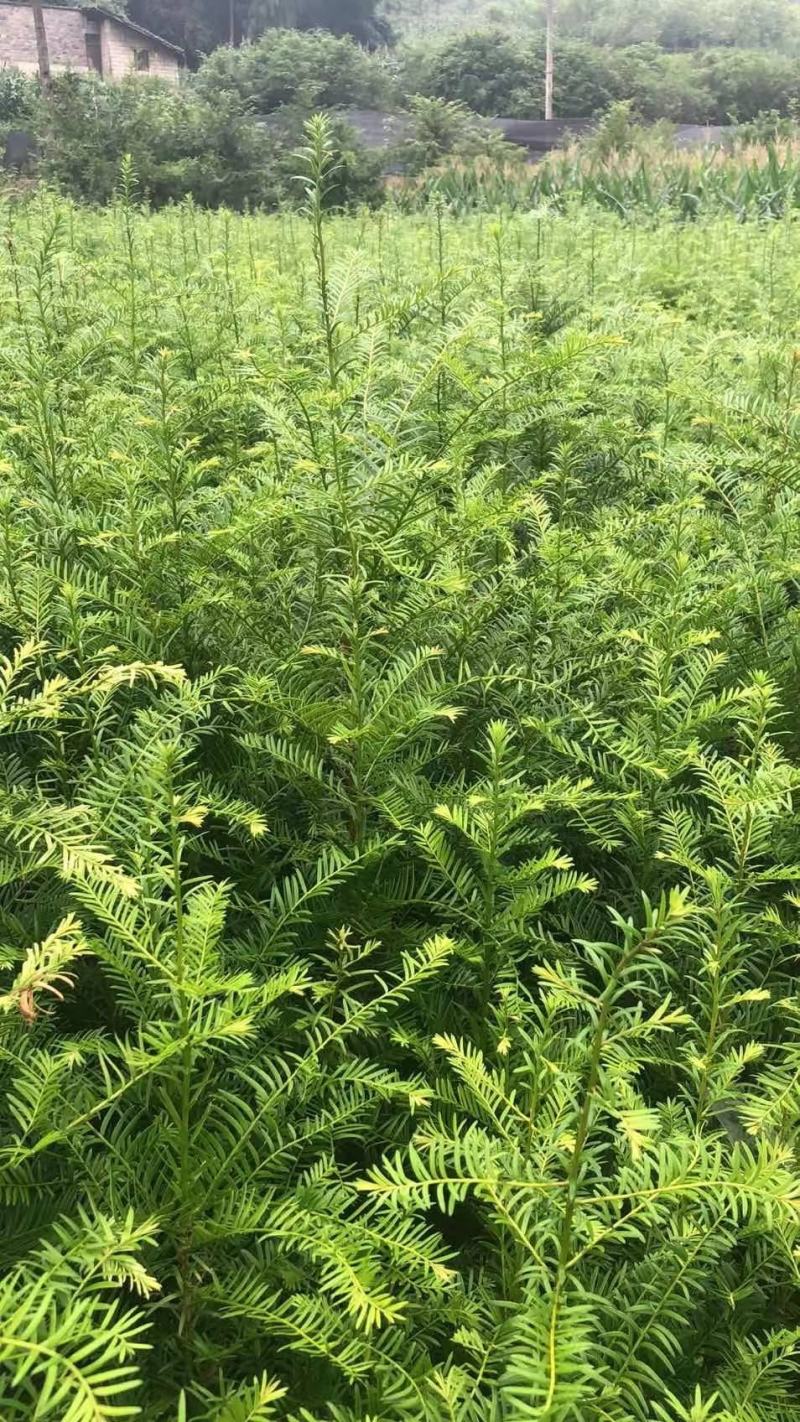 1米高红豆杉苗，苗圃常年大量供应，价格实惠
