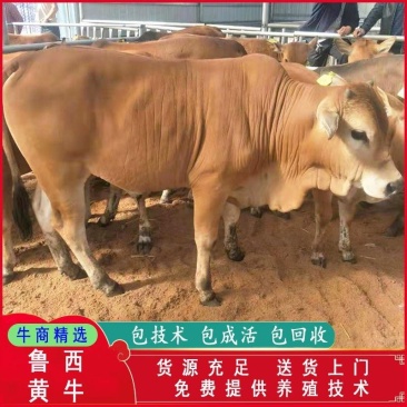 鲁西黄牛肉牛犊小黄牛犊活牛苗保证成活率送货到家一只起售