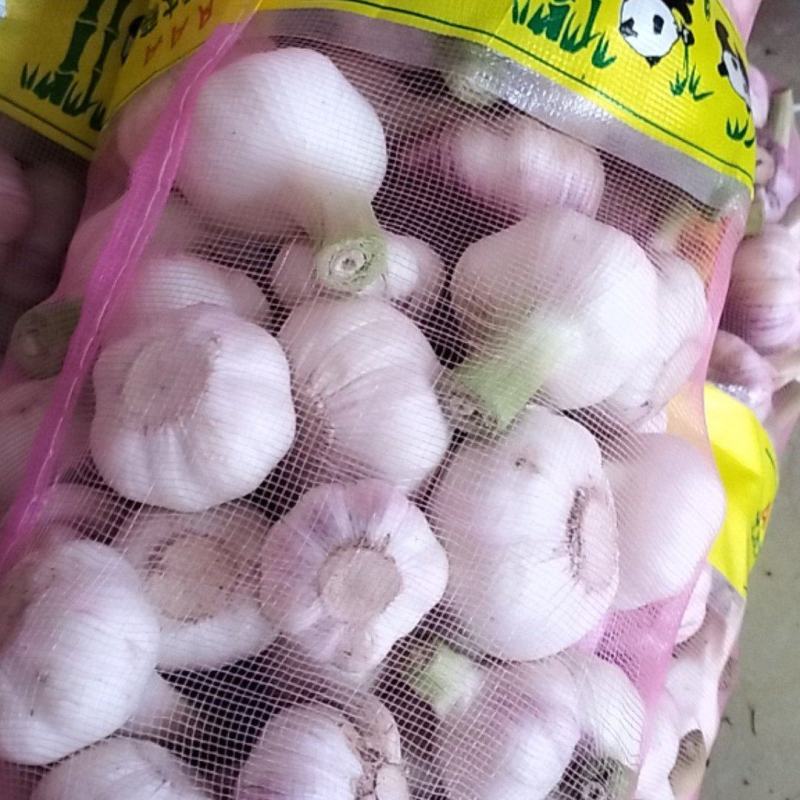 白皮蒜红皮蒜大量上市中。支持电商。市场。腌制原料，