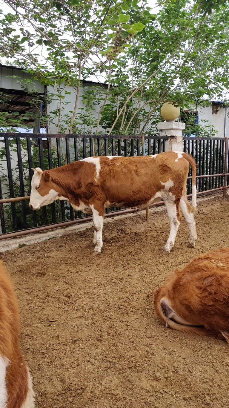 鲁西黄牛肉牛犊小黄牛犊活牛苗保证成活率送货到家一只起售