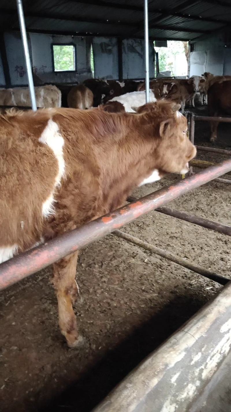 鲁西黄牛肉牛犊小黄牛犊活牛苗保证成活率送货到家一只起售