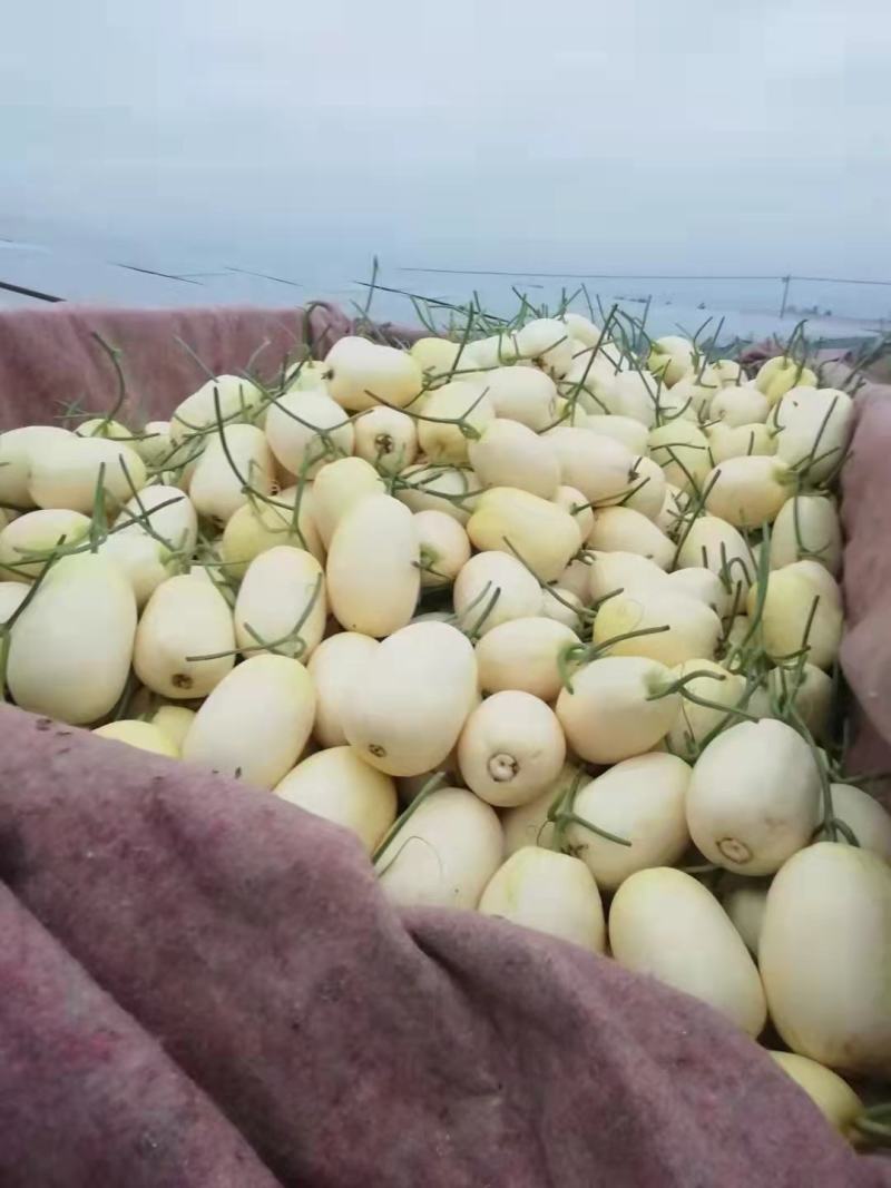 精品白莎蜜安徽小白瓜白玉甜瓜商超社团供货代收代发