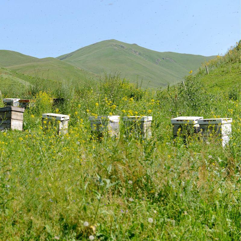 新疆真伊犁黑蜂蜜天山百花蜜黑蜂蜜全国批发包邮