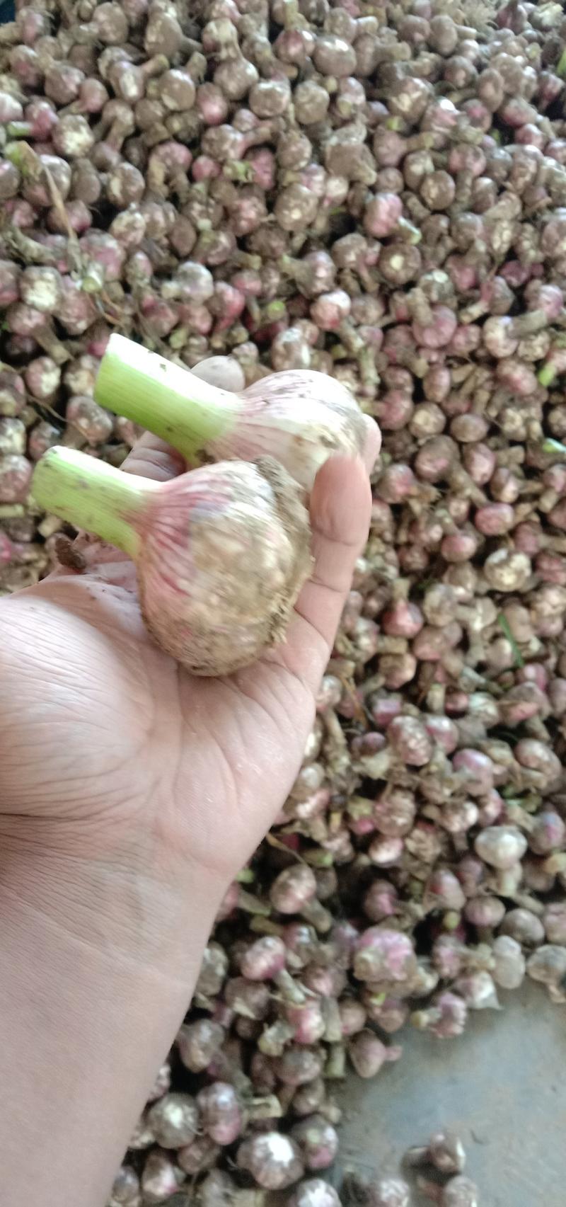 河南商丘精品红皮大蒜产地直发大量供应物美价廉