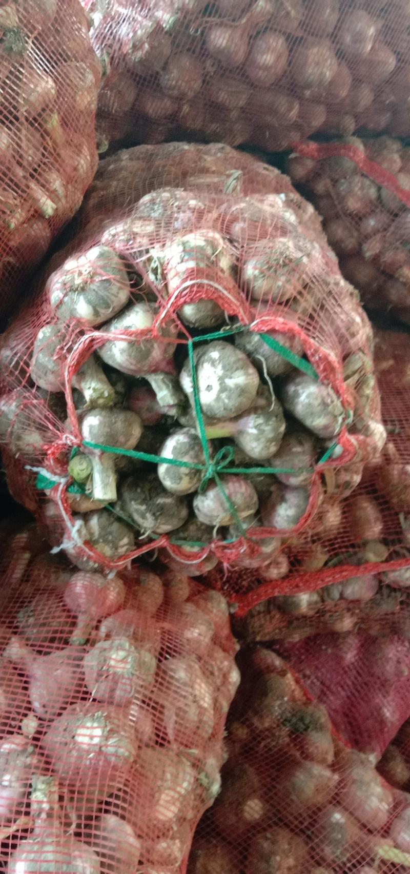 河南商丘精品红皮大蒜产地直发大量供应物美价廉