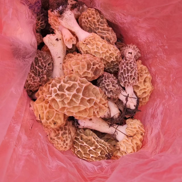 新品羊肚菌，高营养好品质干货