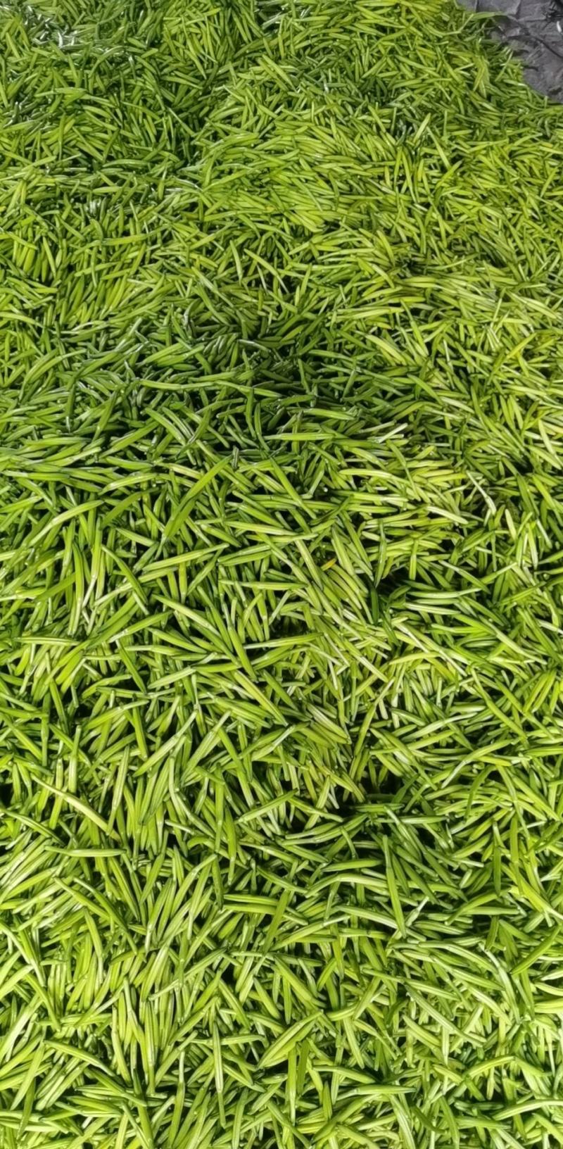 黄花菜3月初大量上市，欢迎预定新鲜黄花菜货好农家自产自销