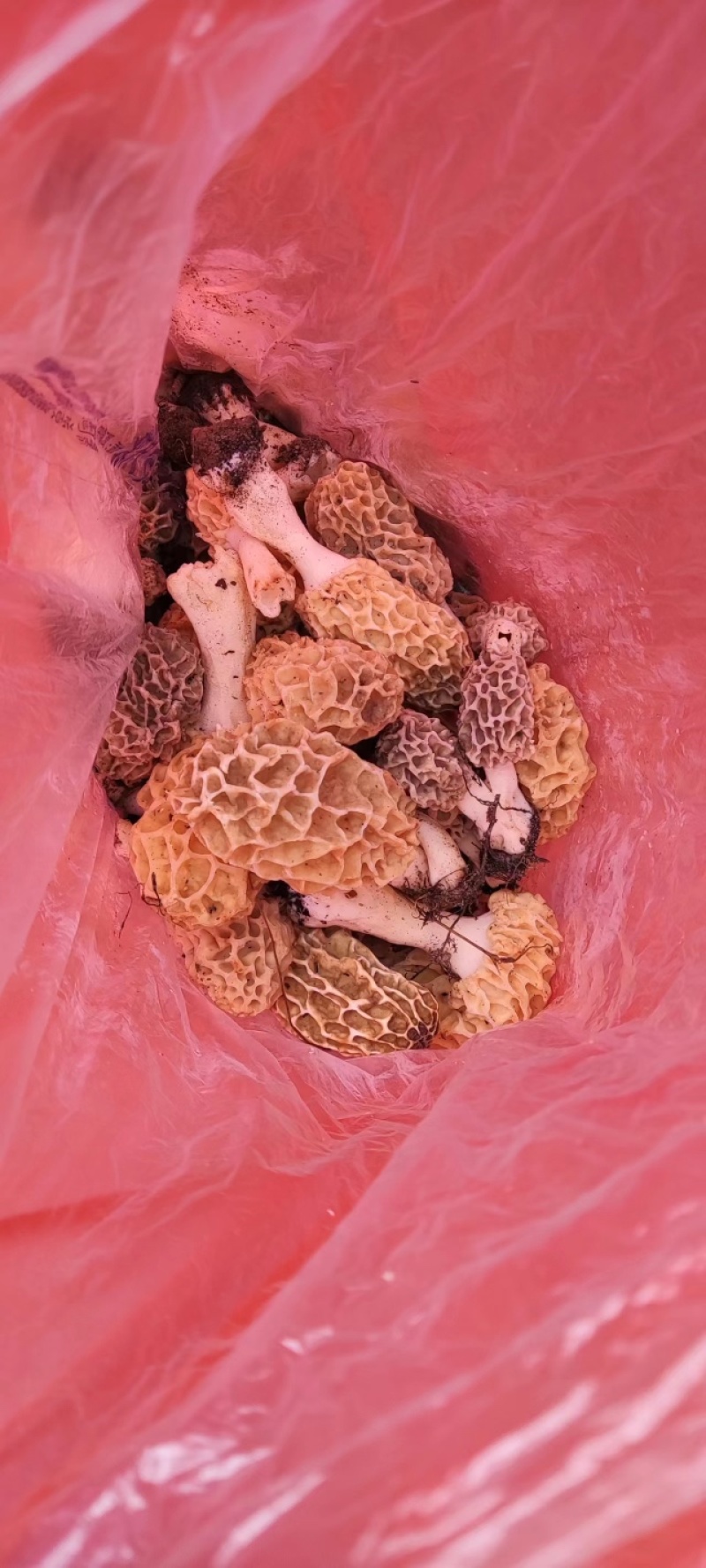 新品羊肚菌，高营养好品质干货