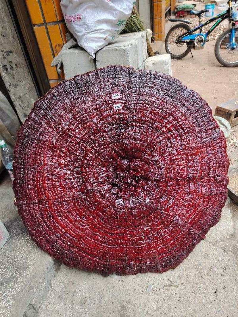 灵芝盆景，灵芝王大灵芝，一手货源，量大优惠，欢迎老板选构