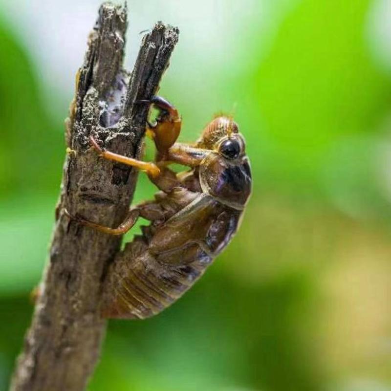 金蝉活体蝉苗知了猴人工养殖金蝉养殖技术