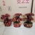 三层灵芝盆景桌面长青植物四季菌种容易养活欢迎咨询
