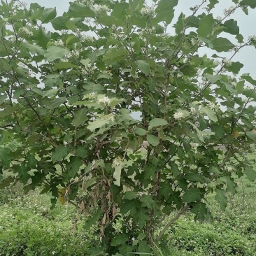 中草药野生水茄