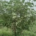 中草药野生水茄