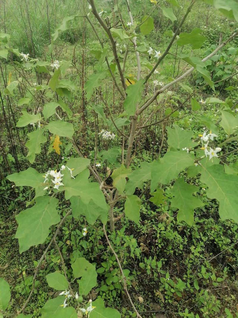 中草药野生水茄