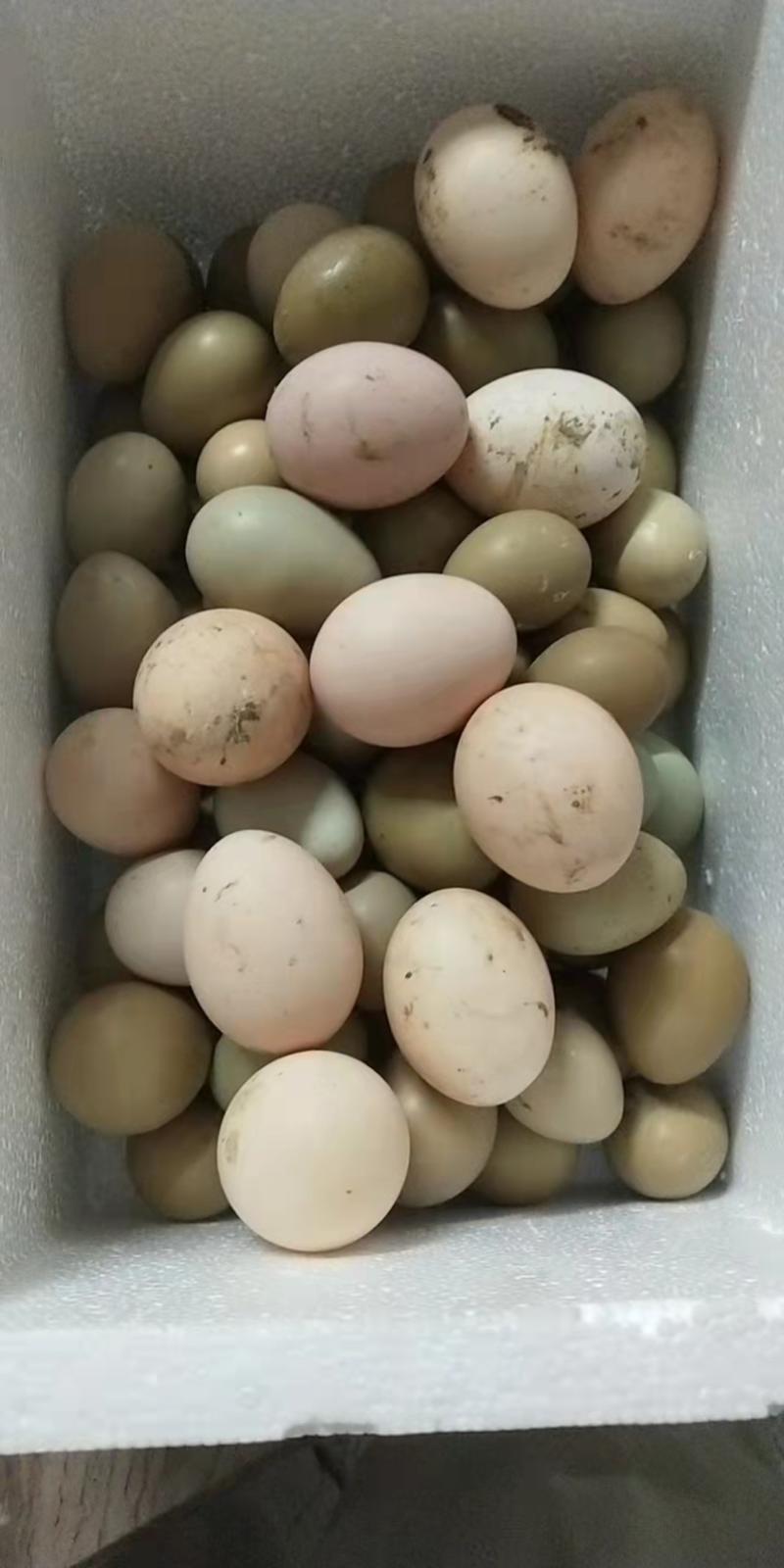 七彩山鸡蛋