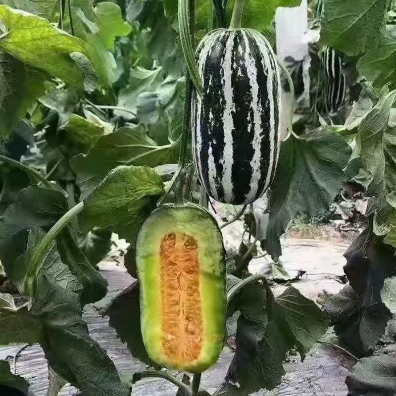 博洋9，博洋61，新姑娘，花豹，绿宝石，