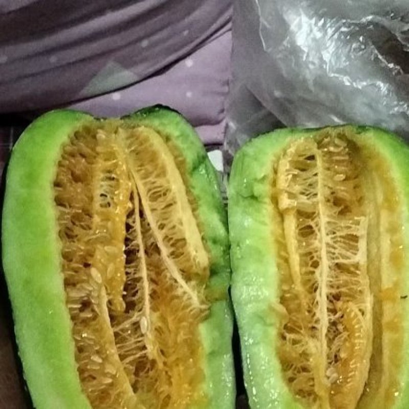 博洋9，博洋61，新姑娘，花豹，绿宝石，