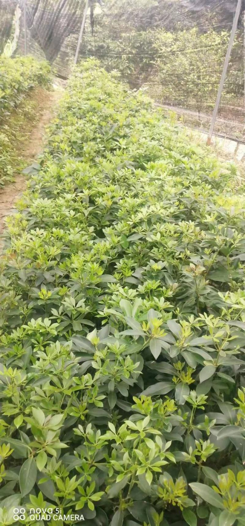 【优选】精品八角苗，诚信经营，量大价优，欢迎进店选购。