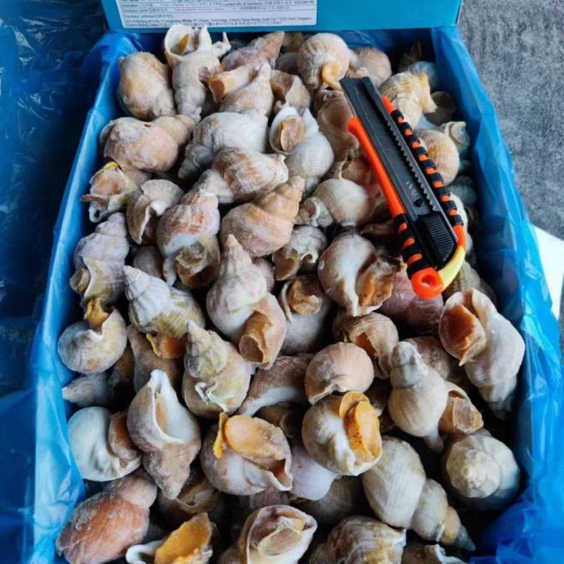 冷冻深海捕获白螺新鲜白蛾螺翡翠螺酒楼食材