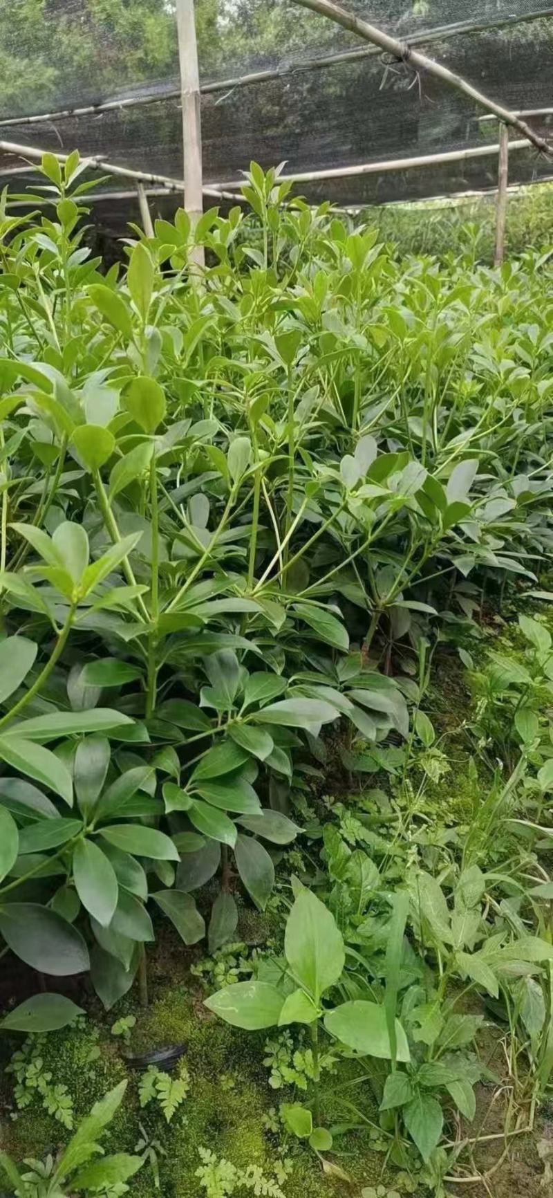 【优选】精品八角苗，诚信经营，量大价优，欢迎进店选购。