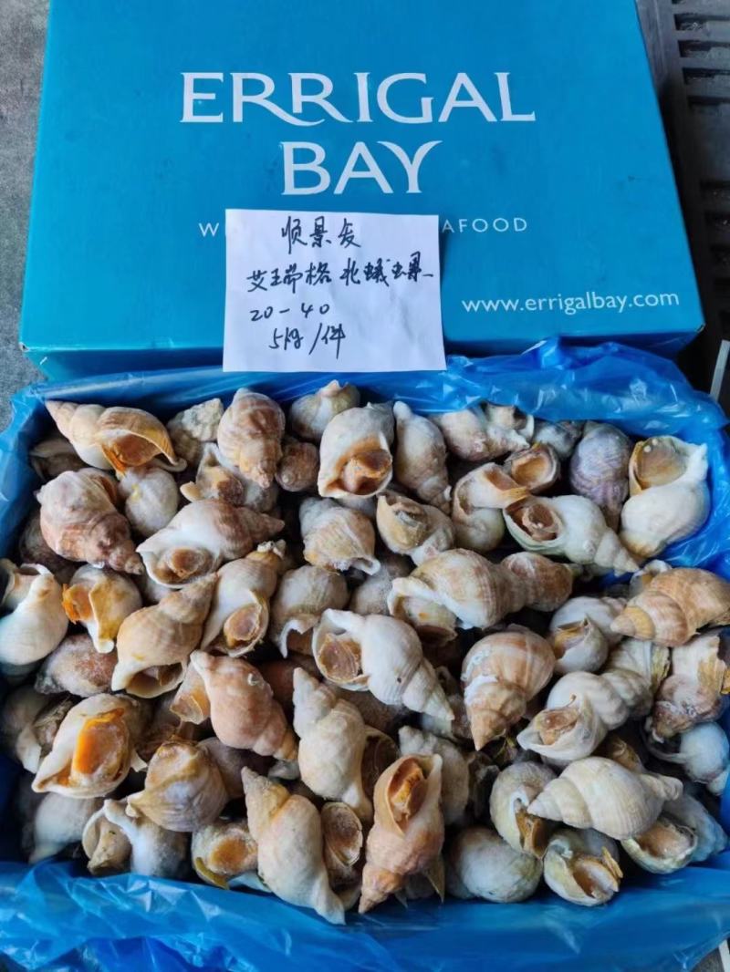 冷冻深海捕获白螺新鲜白蛾螺翡翠螺酒楼食材
