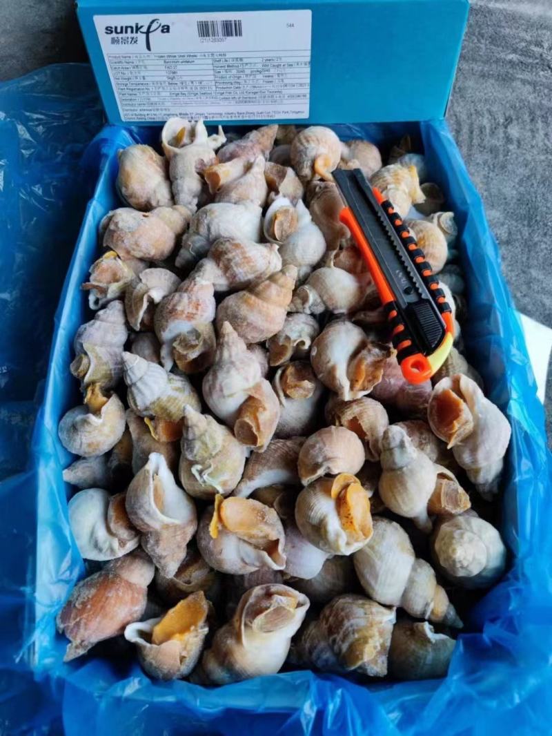 冷冻深海捕获白螺新鲜白蛾螺翡翠螺酒楼食材