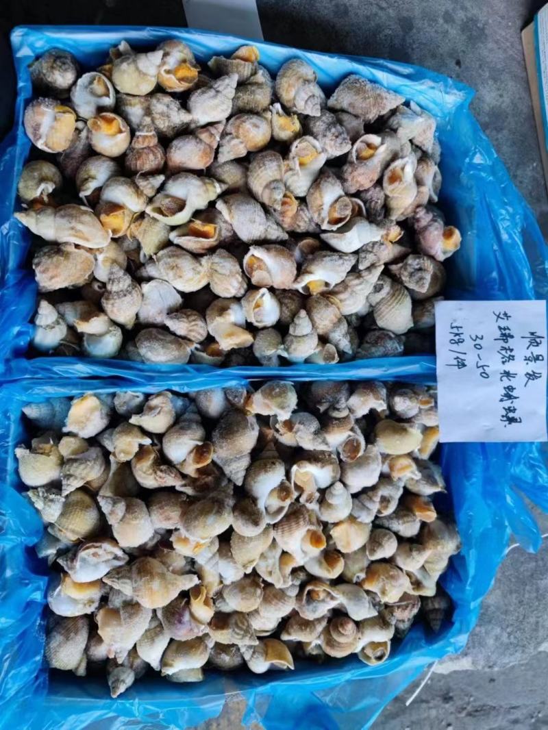 冷冻深海捕获白螺新鲜白蛾螺翡翠螺酒楼食材