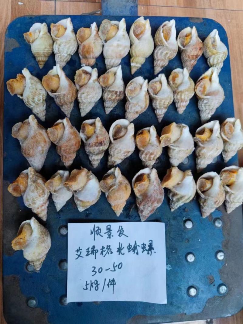 冷冻深海捕获白螺新鲜白蛾螺翡翠螺酒楼食材