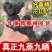 正品九华山野生黄精九蒸九晒质子肉糯头中药材熟养生滋补泡茶