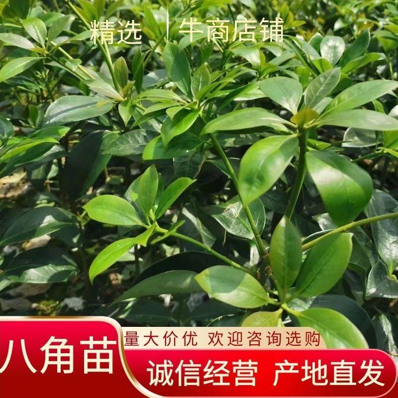 【优选】精品八角苗，诚信经营，量大价优，欢迎进店选购。