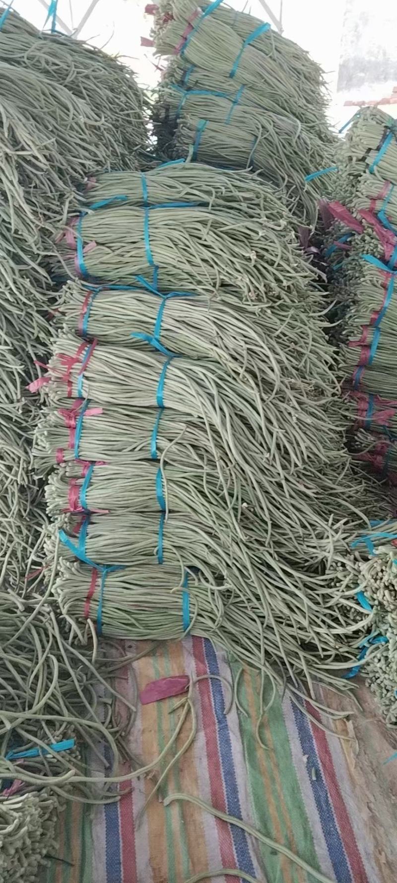 山东精品长豆角，质量保证，一手货源稳定供货全国