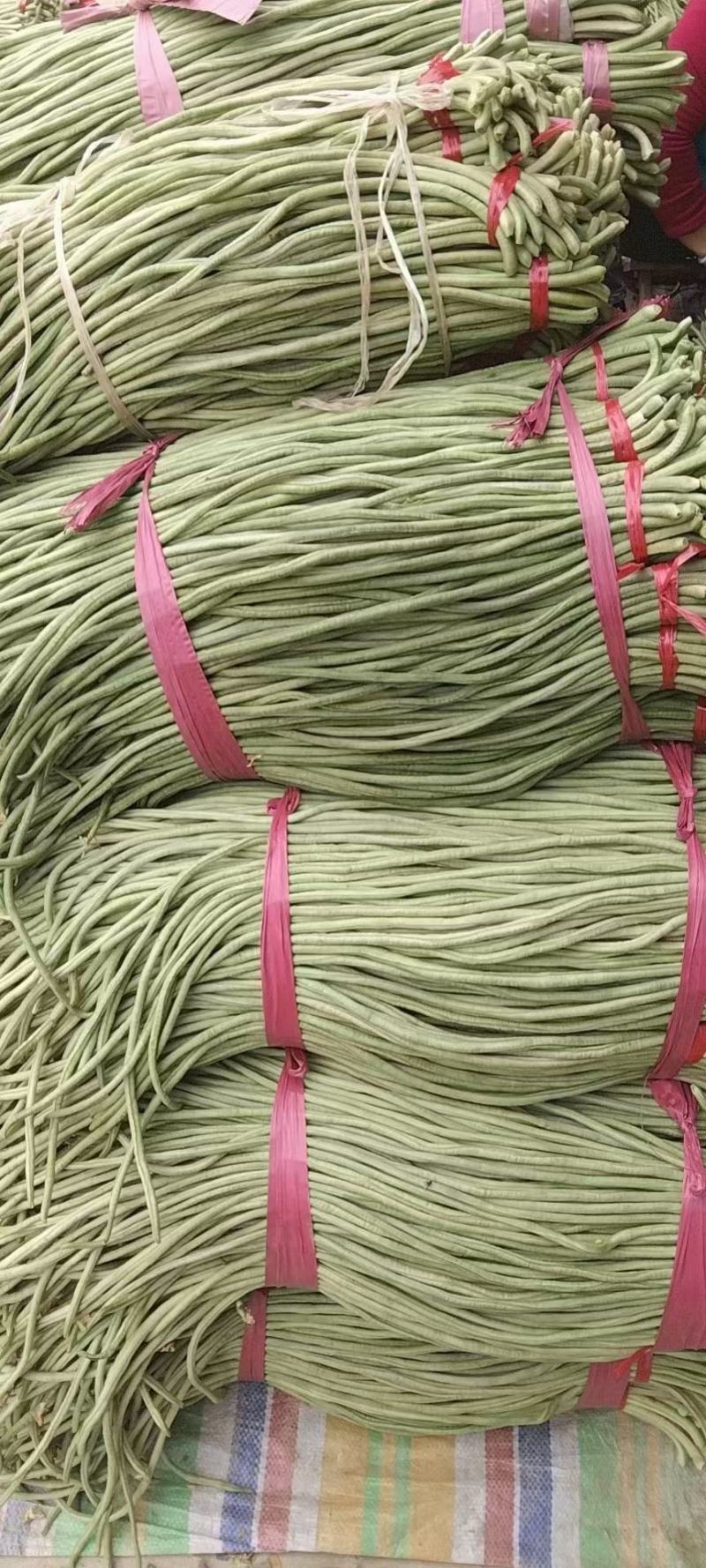 山东精品长豆角，质量保证，一手货源稳定供货全国