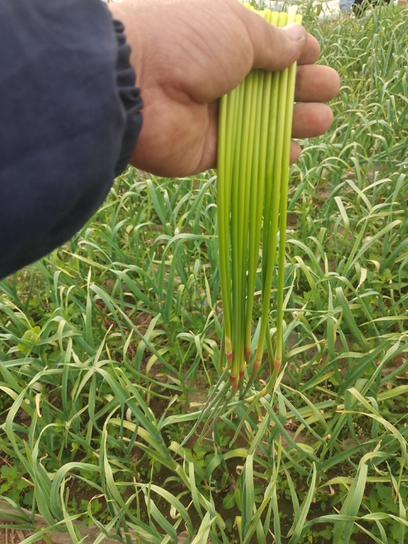 鲜嫩的蒜苔，红帽蒜苔绿色蔬菜优质蒜苔
