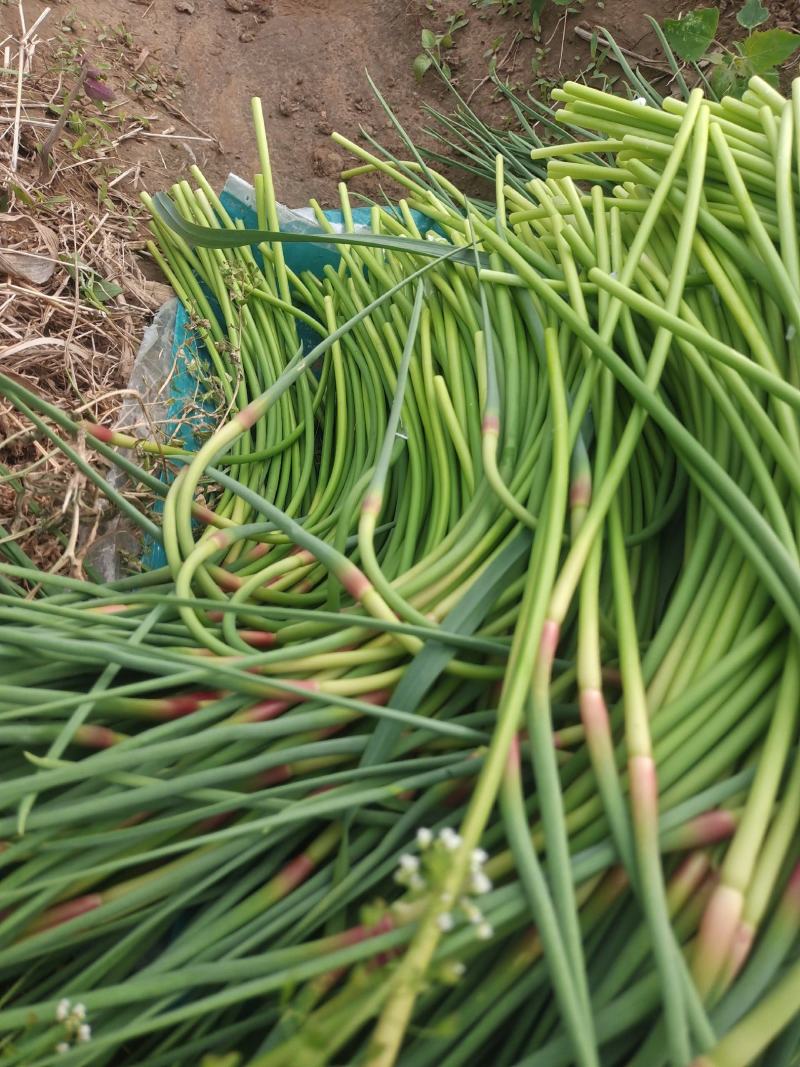 鲜嫩的蒜苔，红帽蒜苔绿色蔬菜优质蒜苔