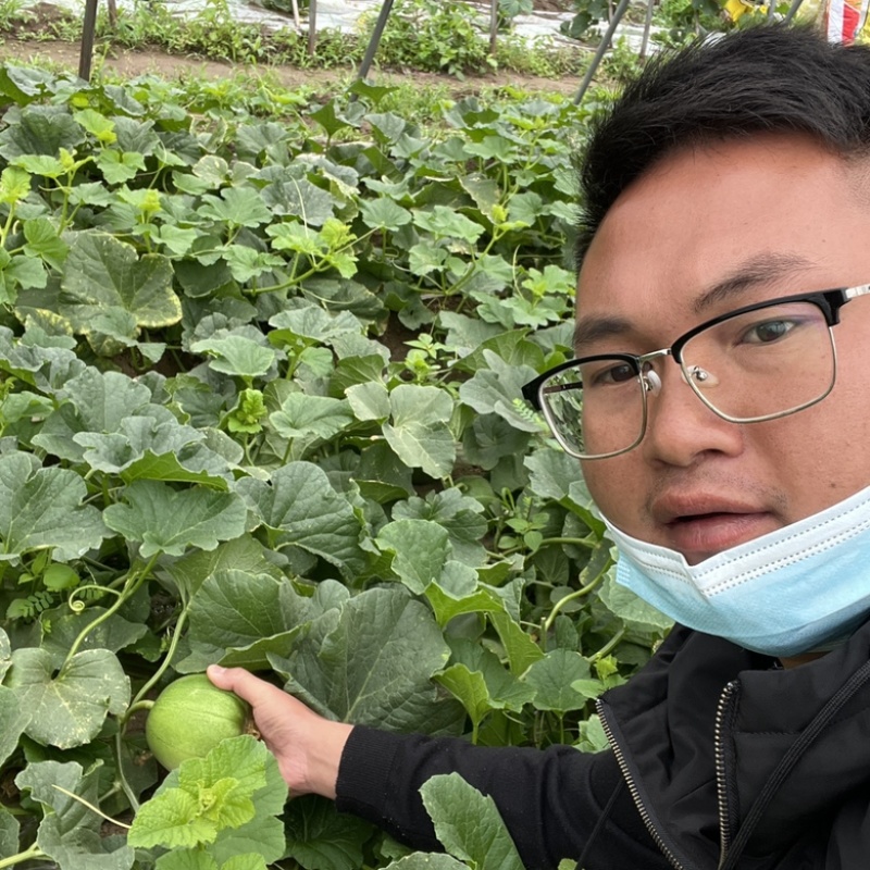 广西南宁横县香瓜（广蜜）大量上市（基地种植，品质为先）