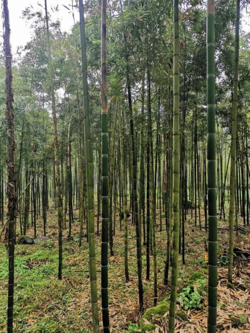 雷竹