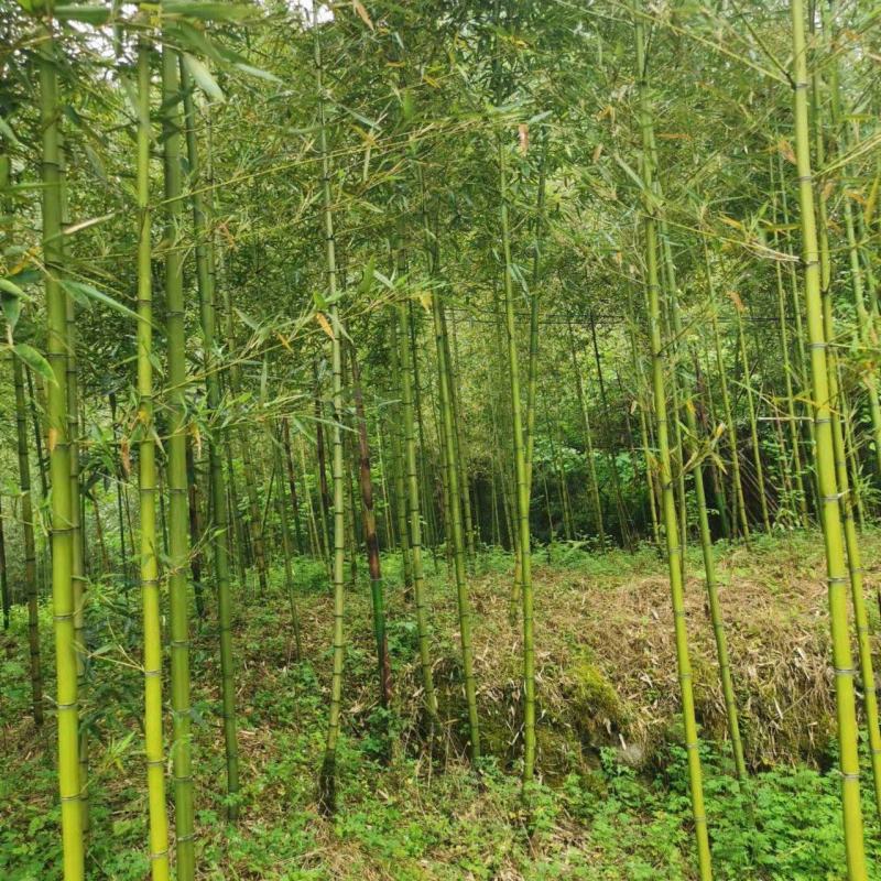 雷竹