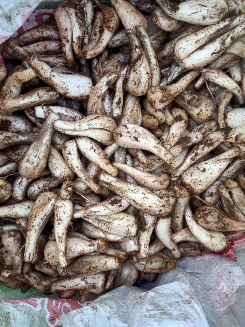 马家白衣藠头
