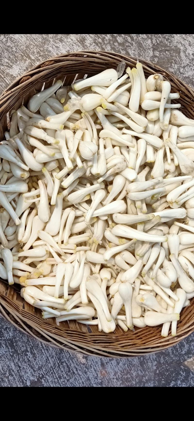 马家白衣藠头