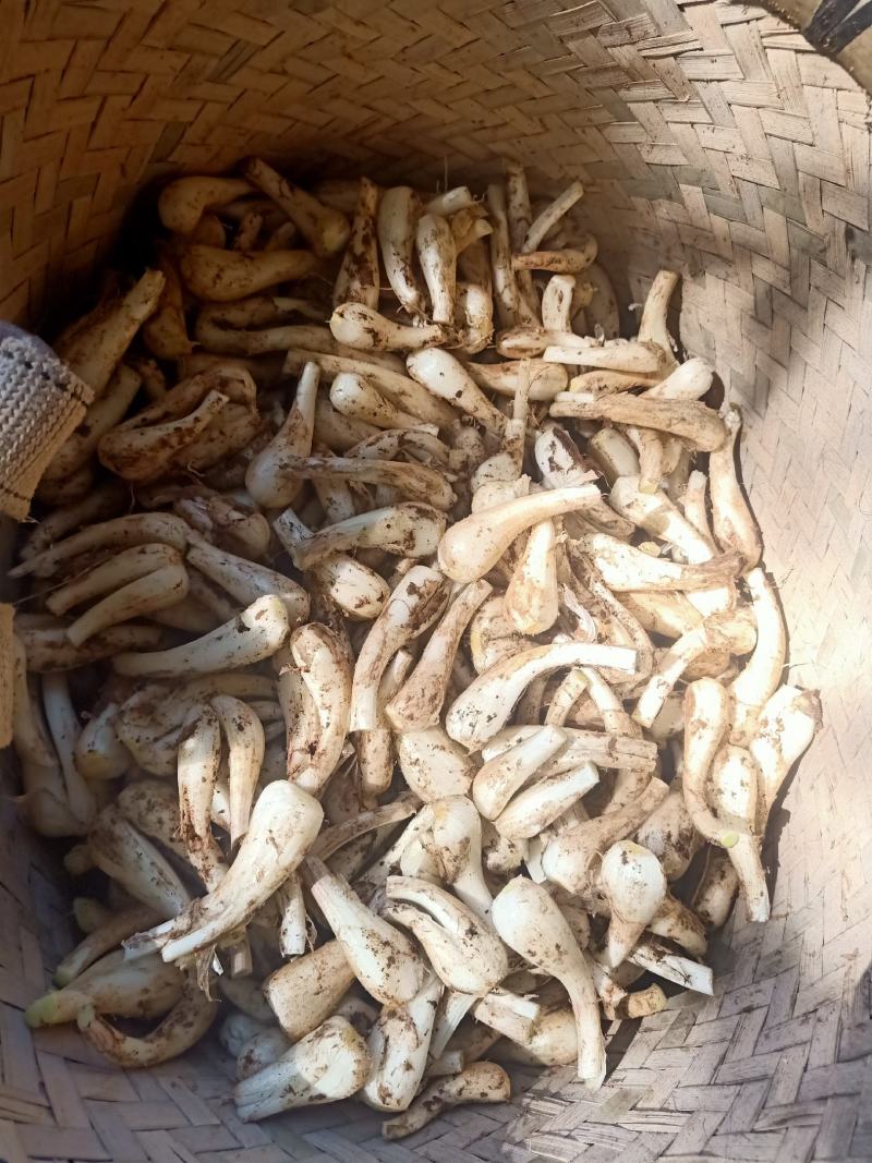 马家白衣藠头